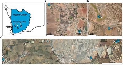 Microbes of biotechnological importance in acidic saline lakes in the Yilgarn Craton, Western Australia